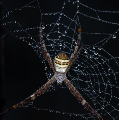 Argiope keyserlingi (St Andrew's Cross Spider) at Penrose, NSW - 23 Dec 2021 by Aussiegall