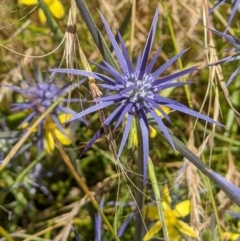 Eryngium ovinum (Blue Devil) at West Wodonga, VIC - 22 Dec 2021 by ChrisAllen