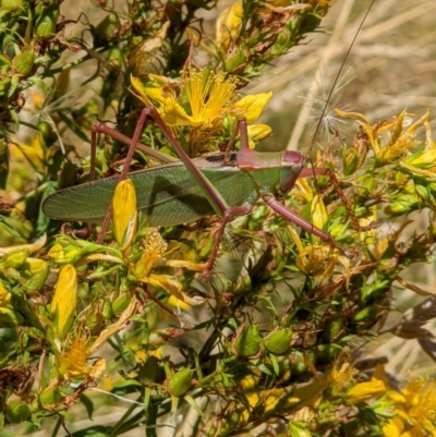 Terpandrus sp. (genus) (Gumleaf Katydid) at West Wodonga, VIC - 22 Dec 2021 by ChrisAllen