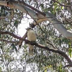 Dacelo novaeguineae (Laughing Kookaburra) at Thurgoona, NSW - 11 Dec 2021 by ChrisAllen