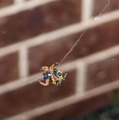 Austracantha minax (Christmas Spider, Jewel Spider) at Thurgoona, NSW - 15 Dec 2021 by ChrisAllen