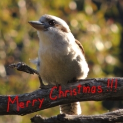 Dacelo novaeguineae (Laughing Kookaburra) at Rob Roy Range - 23 Dec 2021 by michaelb