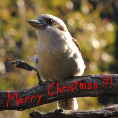 Dacelo novaeguineae (Laughing Kookaburra) at Rob Roy Range - 24 Dec 2021 by MichaelBedingfield