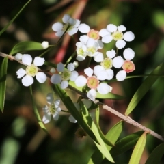 Sannantha pluriflora (Twiggy Heath Myrtle, Tall Baeckea) at Narrabarba, NSW - 21 Dec 2021 by KylieWaldon