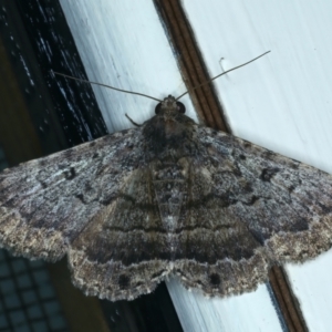 Diatenes aglossoides at Ainslie, ACT - 21 Dec 2021