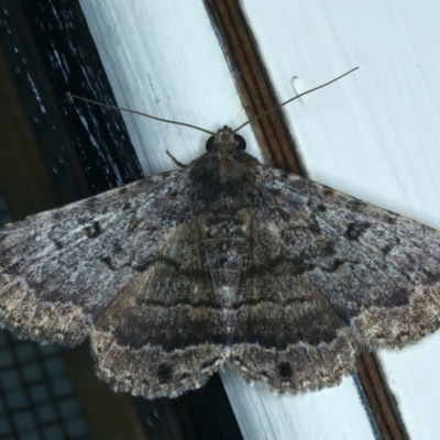 Diatenes aglossoides (An Erebid Moth) at Ainslie, ACT - 21 Dec 2021 by jb2602