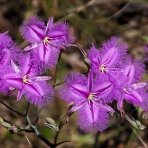 Thysanotus tuberosus subsp. tuberosus at Hackett, ACT - 24 Dec 2021 11:12 AM