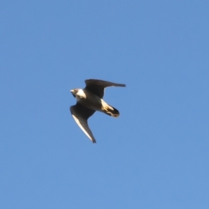 Falco peregrinus at Ainslie, ACT - 20 Dec 2021 06:22 PM