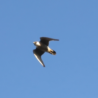 Falco peregrinus (Peregrine Falcon) at Ainslie, ACT - 20 Dec 2021 by jb2602