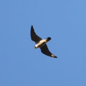 Falco peregrinus at Ainslie, ACT - 20 Dec 2021 06:22 PM