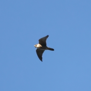 Falco peregrinus at Ainslie, ACT - 20 Dec 2021 06:22 PM