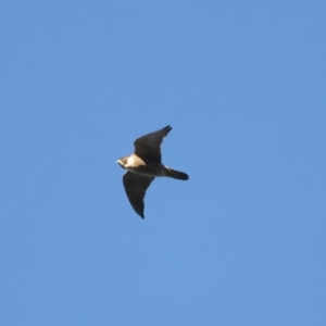 Falco peregrinus at Ainslie, ACT - 20 Dec 2021 06:22 PM