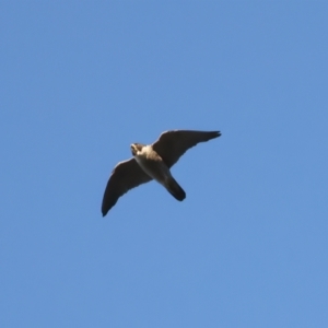 Falco peregrinus at Ainslie, ACT - 20 Dec 2021 06:22 PM