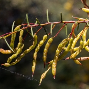 Acacia genistifolia at Hackett, ACT - 21 Dec 2021