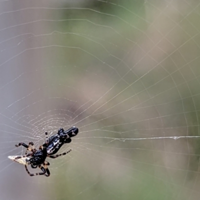 Cyclosa trilobata (Three-lobed spider) at Mount Majura - 23 Dec 2021 by sbittinger