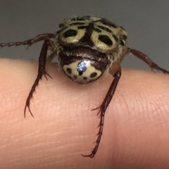 Neorrhina punctata (Spotted flower chafer) at Kambah, ACT - 24 Dec 2021 by Ryl