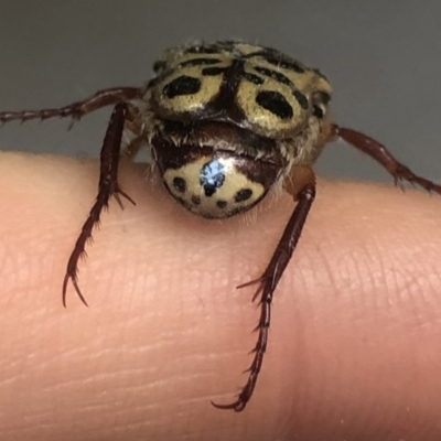 Neorrhina punctatum (Spotted flower chafer) at Kambah, ACT - 24 Dec 2021 by Ryl