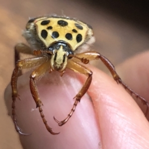 Neorrhina punctata at Kambah, ACT - 24 Dec 2021