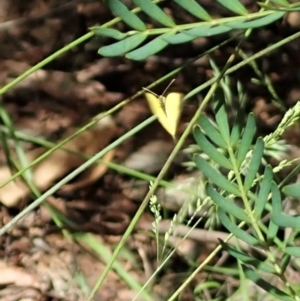 Eurema smilax at Cotter River, ACT - 22 Dec 2021