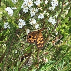 Heteronympha cordace at Paddys River, ACT - 22 Dec 2021