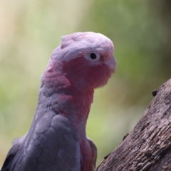 Eolophus roseicapilla (Galah) at Stromlo, ACT - 21 Dec 2021 by jbromilow50