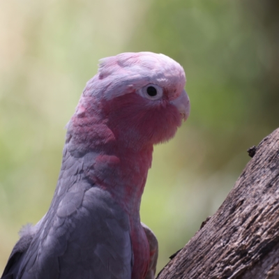 Eolophus roseicapilla (Galah) at Uriarra Recreation Reserve - 21 Dec 2021 by jb2602