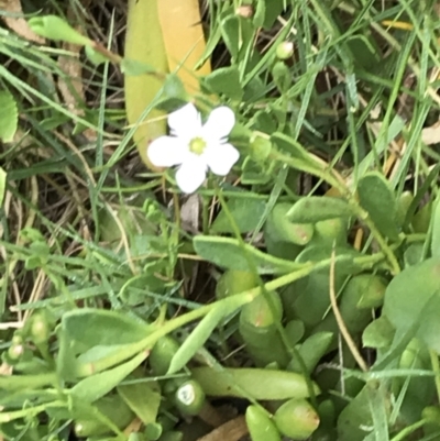 Myoporum parvifolium (Creeping Myoporum) at Ventnor, VIC - 14 Dec 2021 by Tapirlord