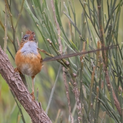 Stipiturus malachurus (Southern Emuwren) at Bonny Hills, NSW - 27 Dec 2020 by rawshorty