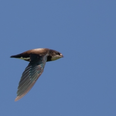 Hirundapus caudacutus (White-throated Needletail) at Lake Innes, NSW - 26 Dec 2020 by rawshorty