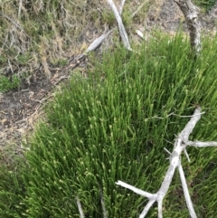 Salicornia quinqueflora (Bearded Samphire) at Ventnor, VIC - 15 Dec 2021 by Tapirlord