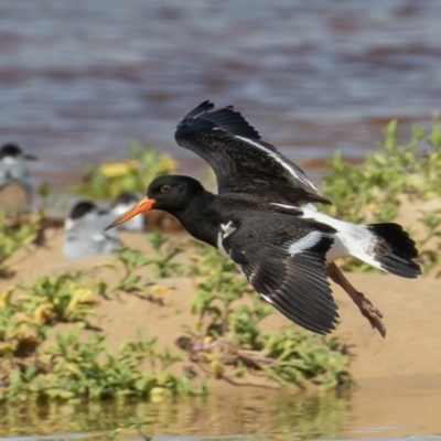 Haematopus longirostris (Australian Pied Oystercatcher) at Lake Cathie, NSW - 22 Dec 2020 by rawshorty