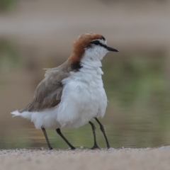 Anarhynchus ruficapillus (Red-capped Plover) at Lake Cathie, NSW - 21 Dec 2020 by rawshorty