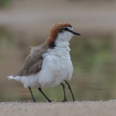 Anarhynchus ruficapillus (Red-capped Plover) at Lake Cathie, NSW - 22 Dec 2020 by rawshorty