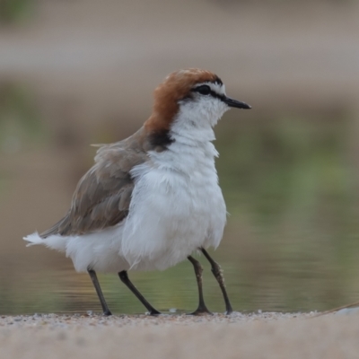 Anarhynchus ruficapillus (Red-capped Plover) at Lake Cathie, NSW - 22 Dec 2020 by rawshorty