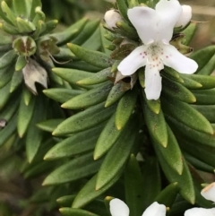 Westringia fruticosa (Native Rosemary) at Ventnor, VIC - 14 Dec 2021 by Tapirlord