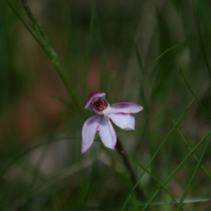 Caladenia alpina at Geehi, NSW - suppressed