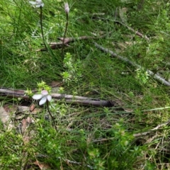 Caladenia alpina at Geehi, NSW - suppressed