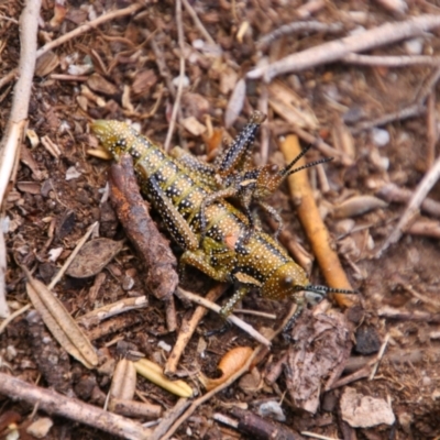 Yeelana pavonina (Colourful Yeelana) at Geehi, NSW - 23 Dec 2021 by MB