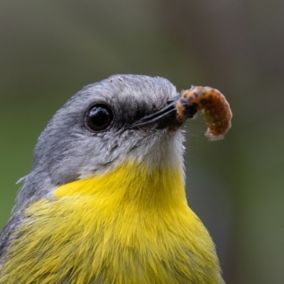 Eopsaltria australis (Eastern Yellow Robin) at Port Macquarie, NSW - 25 Dec 2020 by rawshorty