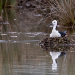 Himantopus leucocephalus (Pied Stilt) at Rawdon Island, NSW - 28 Dec 2020 by rawshorty