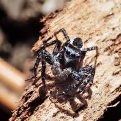 Jotus frosti (Frost's jumping spider) at Tennent, ACT - 22 Dec 2021 by CathB