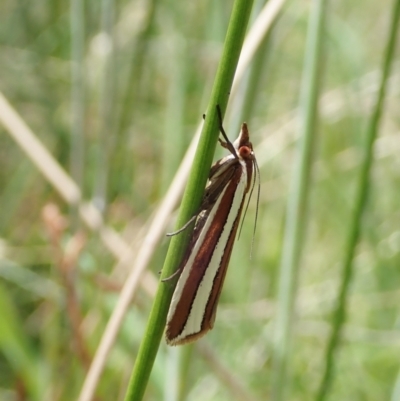 Corynophora lativittalis at Paddys River, ACT - 22 Dec 2021 by CathB