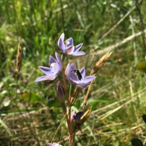 Thelymitra (Genus) at Adaminaby, NSW - suppressed