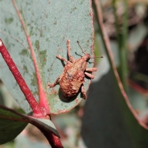 Gonipterus sp. (genus) at Paddys River, ACT - 22 Dec 2021