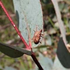 Gonipterus sp. (genus) at Paddys River, ACT - 22 Dec 2021