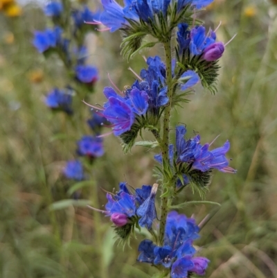 Echium vulgare (Vipers Bugloss) at Watson, ACT - 23 Dec 2021 by sbittinger