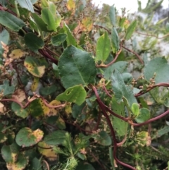 Muehlenbeckia adpressa (Climbing Lignum) at Ventnor, VIC - 15 Dec 2021 by Tapirlord