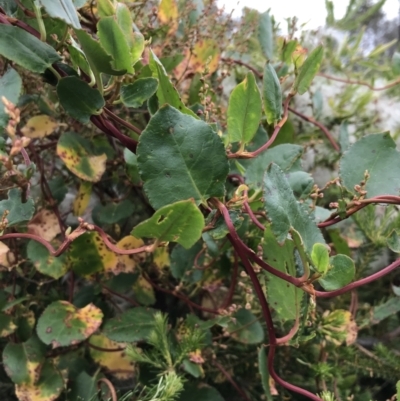 Muehlenbeckia adpressa (Climbing Lignum) at Ventnor, VIC - 15 Dec 2021 by Tapirlord