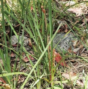 Chiloglottis sp. at Tennent, ACT - suppressed