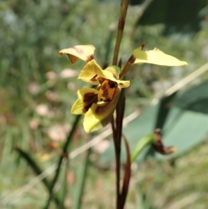 Diuris sulphurea at Tennent, ACT - 22 Dec 2021